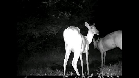 Deer Cam 07-24-2025 Game Cam Trail Cam