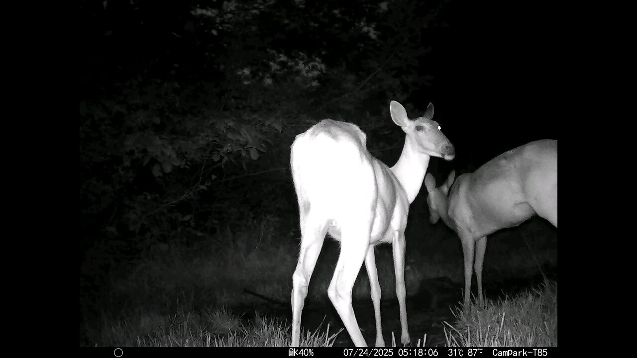 Deer Cam 07-24-2025 Game Cam Trail Cam