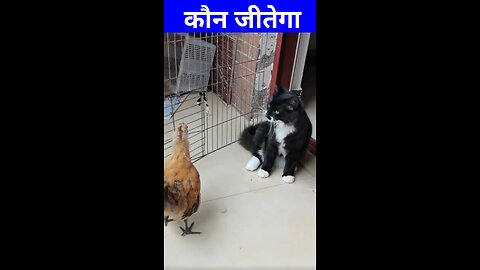बिल्ली और मुर्गे की लड़ाई । कौन जीतेगा #cat #hen