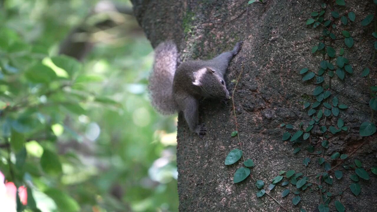 SQUIRREL EVERDAY