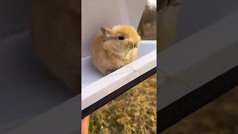 Big turn into a live rabbit, cute pet debut plan, rabbit, pastoral cute pet, so cute