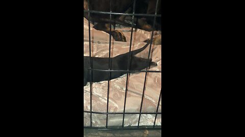 Tiny Baby Dog Swims on Blanket