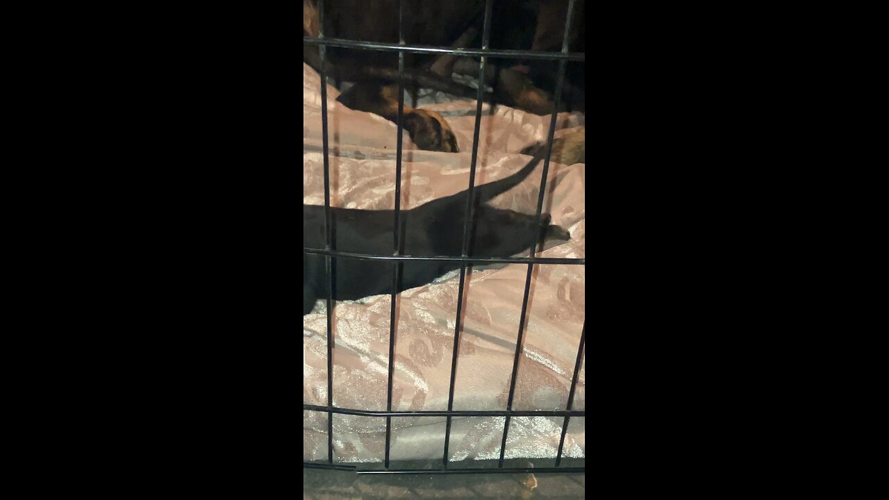 Tiny Baby Dog Swims on Blanket