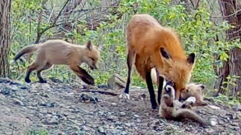 Fox Cub Pawing at Its Mom