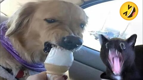 Funny Dogs And Cats Videos 2024 😅- Best Funnies Animal Video Part34