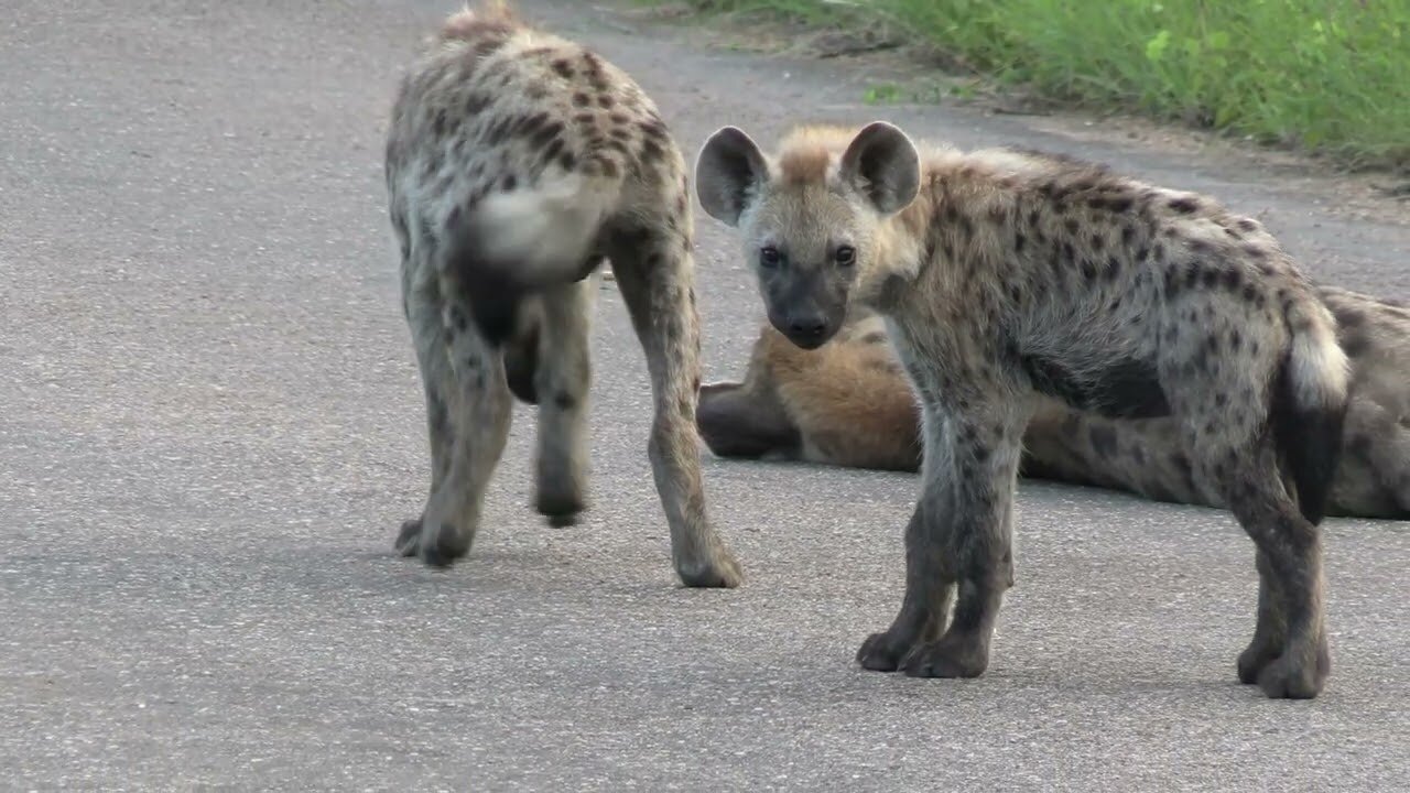 Hyaena cubs playing around