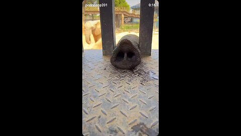 Trunk call