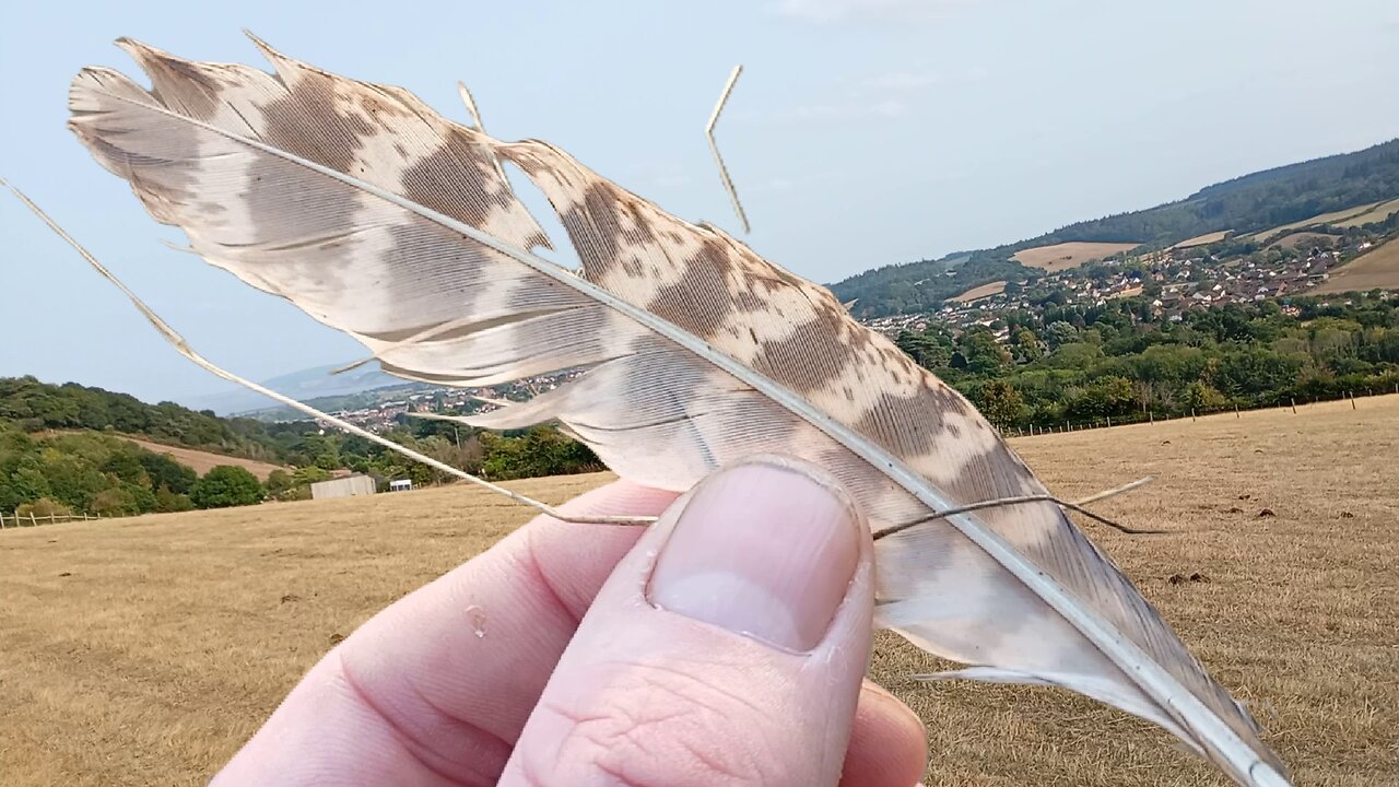 01, bushcraft , animal recognition, #bird , #feather , (1)
