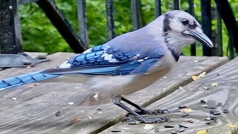 Blue Jay Eating Seeds