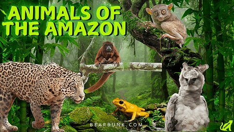 Animals of the Amazon | 10 Amazing Rainforest Creatures