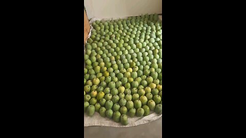 Indian method for ripening mangoes