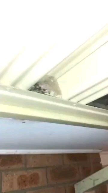 alien spider😶‍🌫️