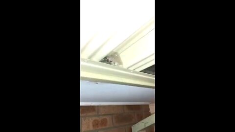 alien spider😶‍🌫️