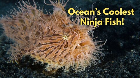 6 Millisecond Killer: The Deadly Secret of the Hairy Frogfish