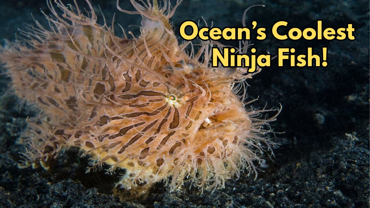 6 Millisecond Killer: The Deadly Secret of the Hairy Frogfish