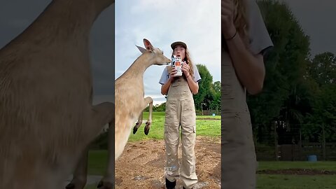 funny animals compilation #funnyanimals #animals #pets #shorts