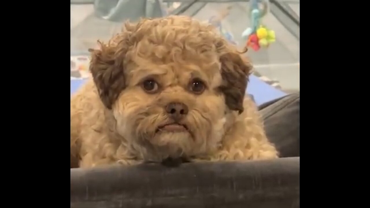 Amazing Dogs