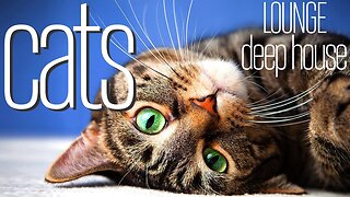 Music Mode - 4K Cats to RELAX AND STUDY