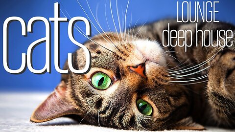 Music Mode - 4K Cats to RELAX AND STUDY