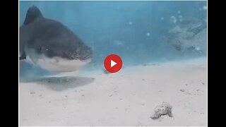 Shark swallows diver's camera, captures video inside shark's body🦈🤿