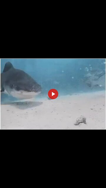Shark swallows diver's camera, captures video inside shark's body🦈🤿