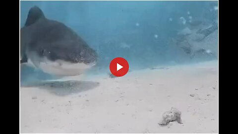 Shark swallows diver's camera, captures video inside shark's body🦈🤿
