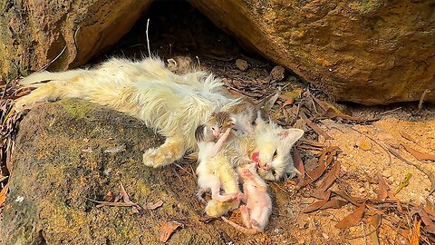 Dramatic Rescue: A Miracle Happened to a Dying Mother Cat and Her Adorable Kittens
