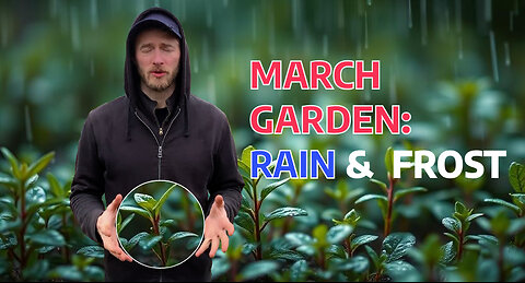 March Garden Update: Rain & Frost - What we needed in Hungary