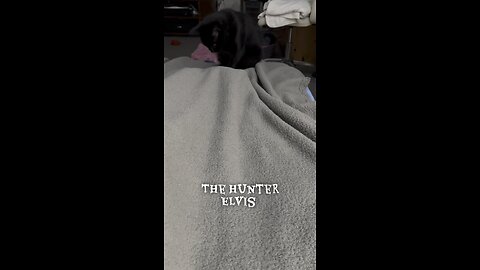 Elvis the kitten