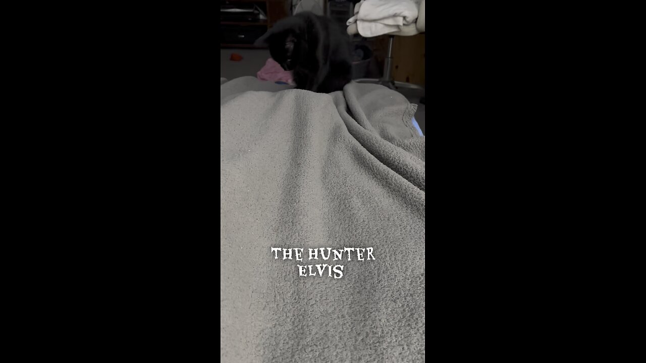 Elvis the kitten