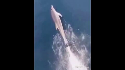 Dolphin Fun