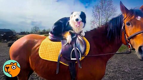 Dog Sneaks Away To Lick His Horse Buddies Every Day | Cuddle Buddies