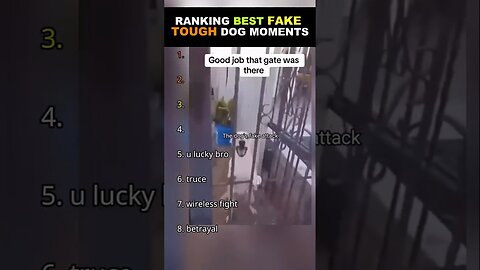 Ranking Best Fake Tough Dog Moments