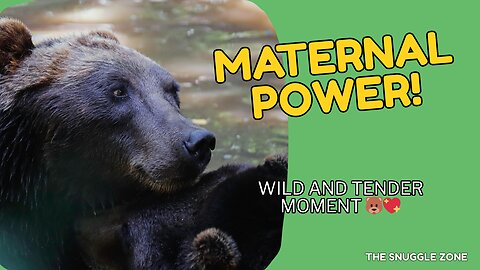 WILD LOVE 🐻💞 | Mama Bear Nursing Her Cubs in the Forest