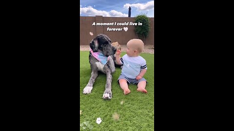 Dog loves baby