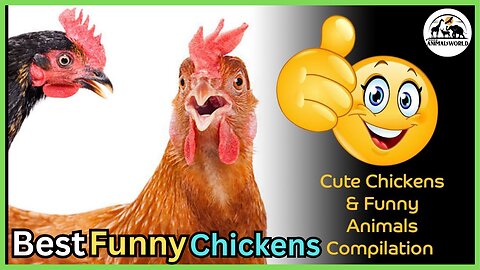Funny Chickens - Try Not To Laugh