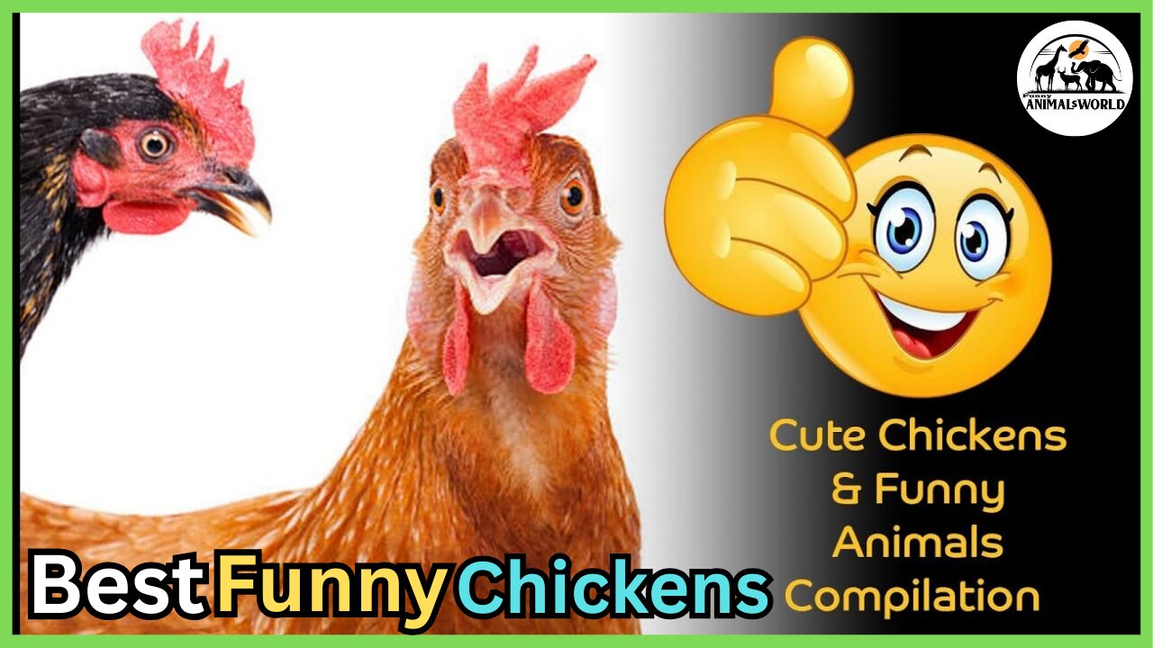 Funny Chickens - Try Not To Laugh