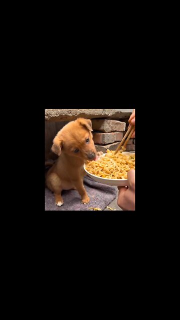dog eat noodles with soy sauce