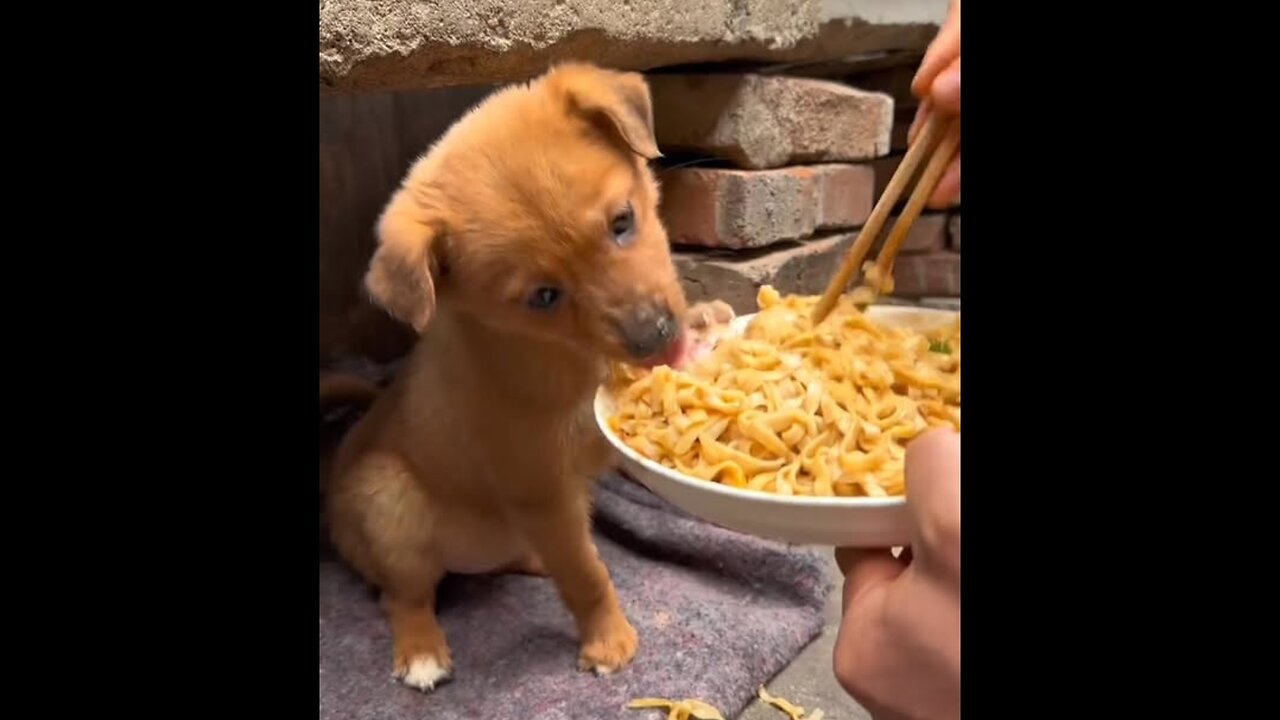 dog eat noodles with soy sauce