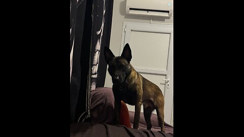 Funny Animal Videos