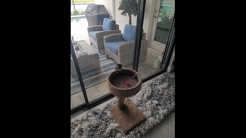 kitten playing