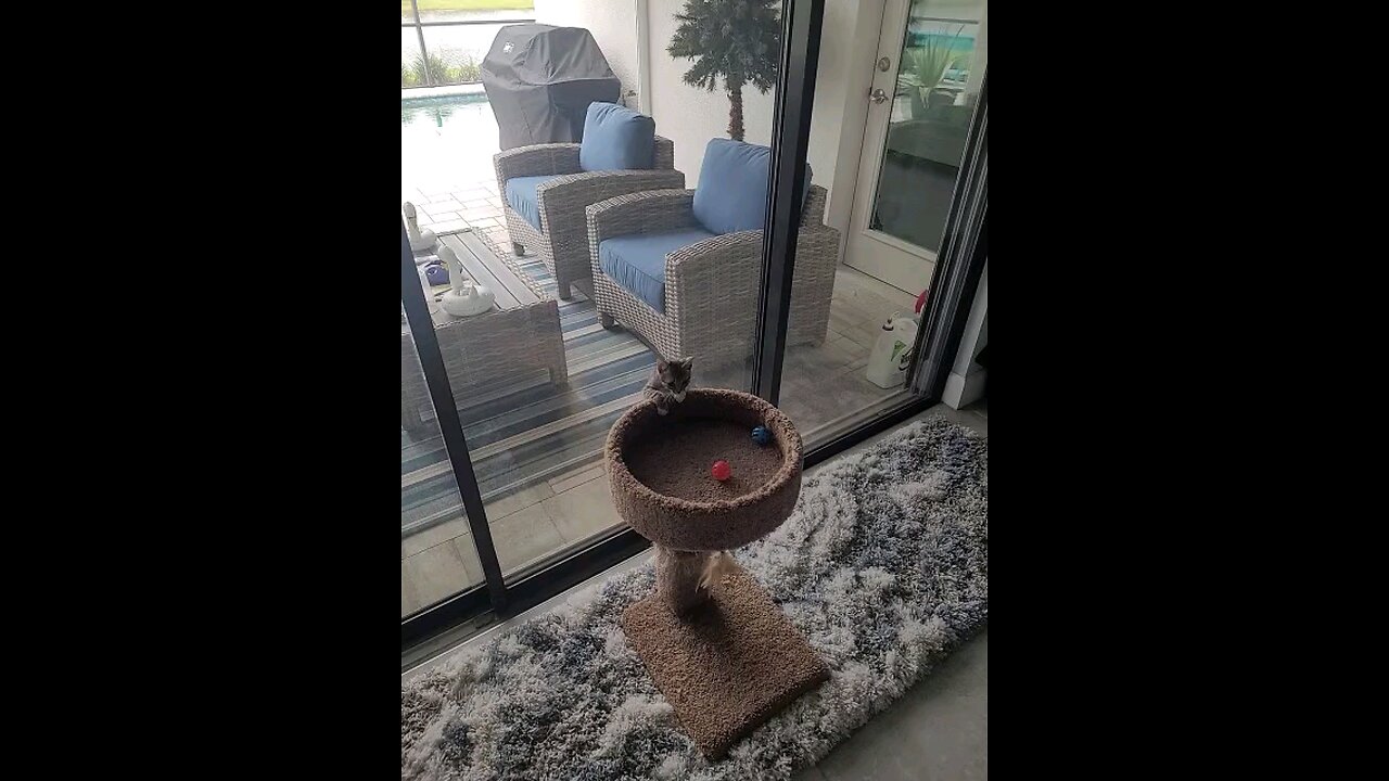 kitten playing