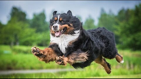 "High Flying Paws"🤣🐕🚁❤️