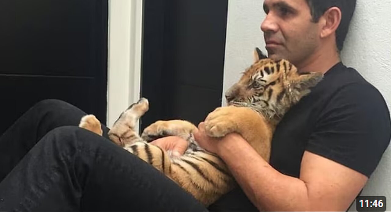 When Craziest Animals Act Surprisingly Friendly 🤣 Funny Animal Videos 2025