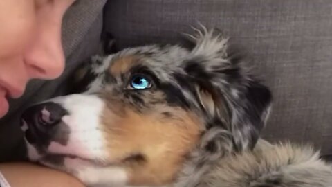 Dogs Are Extraordinary