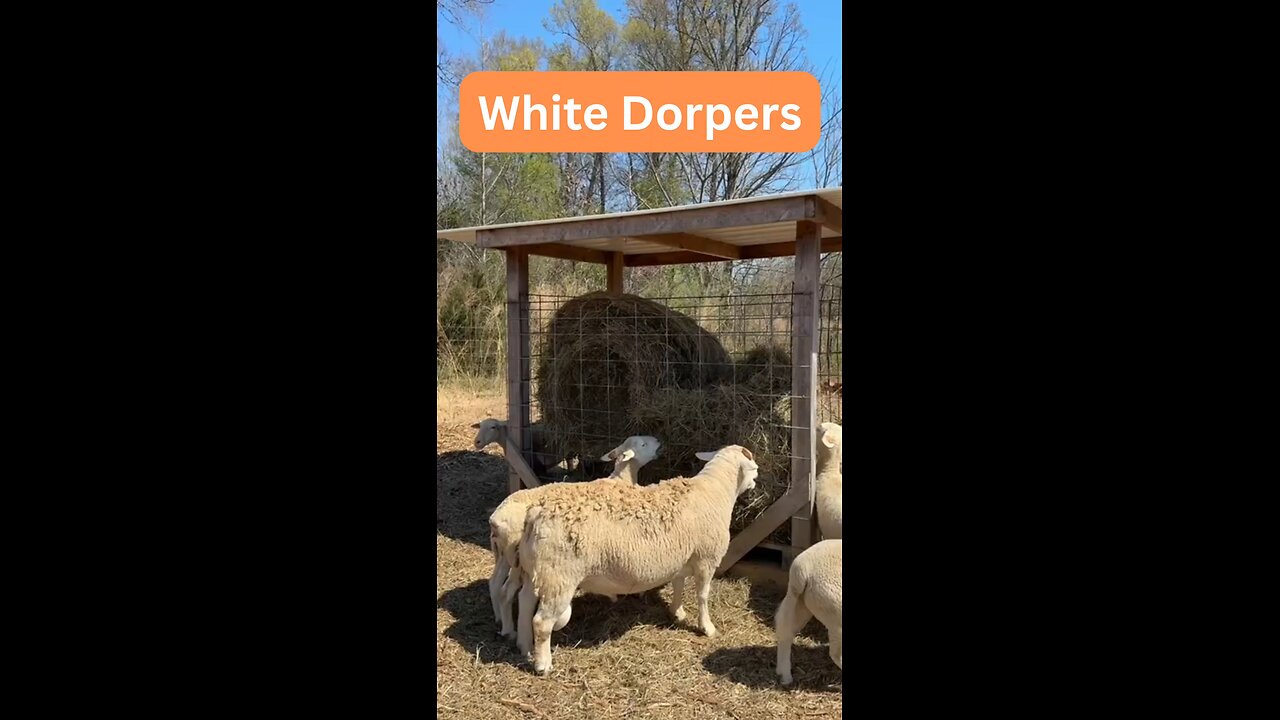 Dorper sheep living a good life