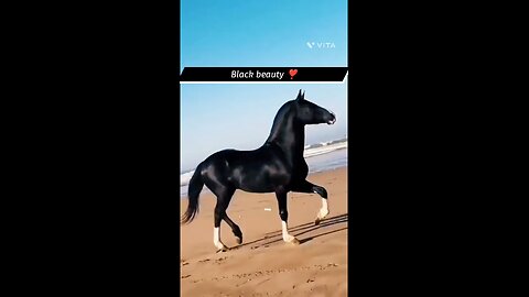 Black beauty