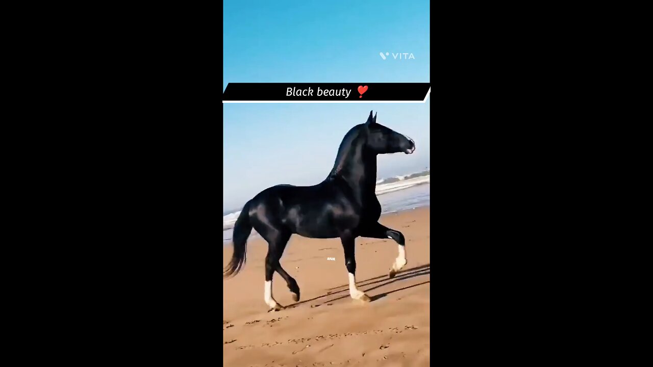 Black beauty
