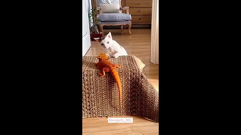 Cat Reaction