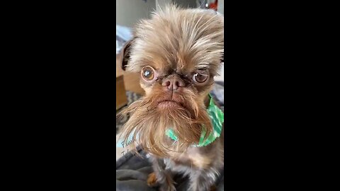 Chewbacca.